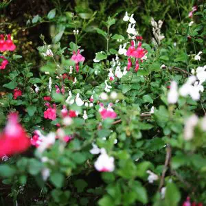 5 gardening podcast episodes you need to hear