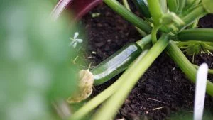 Best of My Garden Podcast - No.4 Most listened to gardening podcast episode