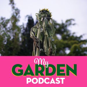  Gardening Podcast Sunflower 