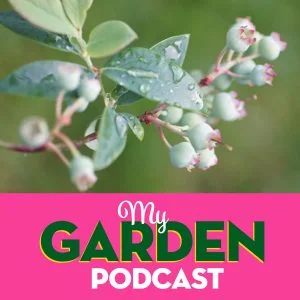 Garden Podcast blueberry