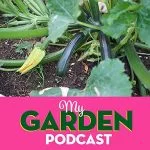 Gardening podcast courgettes