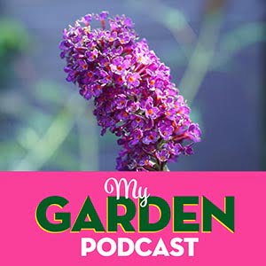 Garden Podcast buddleia