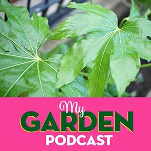 Gardening podcast  japonica