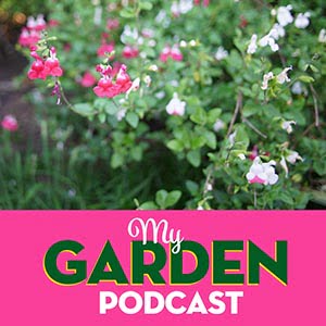 Gardening podcast Salvia