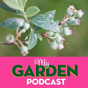 Gardening podcast blueberries