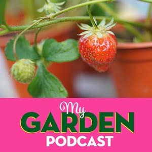 Gardening podcast strawberries