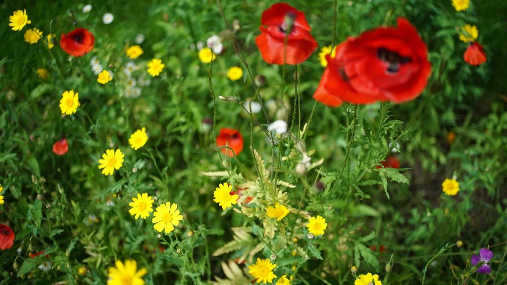 My Garden Wildflowers