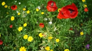 Wildflowers - No.3 Most listened to gardening podcast episode
