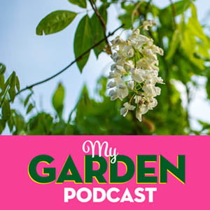 Gardening podcast wisteria