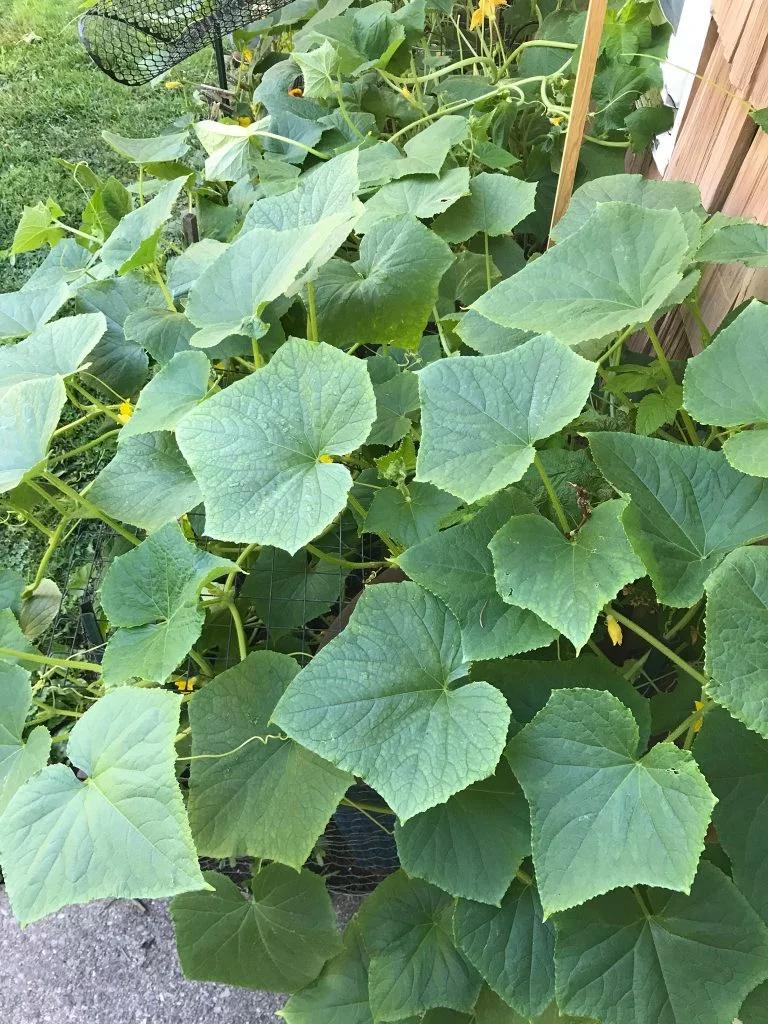 wild cucumbers