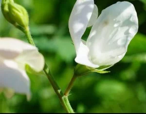 Gardening podcasts your must listen to