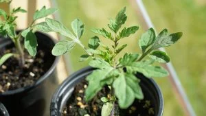 Garden Podcast fruit and vegetables