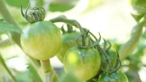 Tomato ER - No.2 Most listened to gardening podcast episode