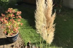 My Garden Podcast - A gardening podcast