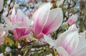 My Garden Podcast - Season three