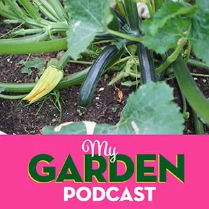 Gardening podcast courgettes