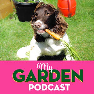 Garden podcast sunflowers