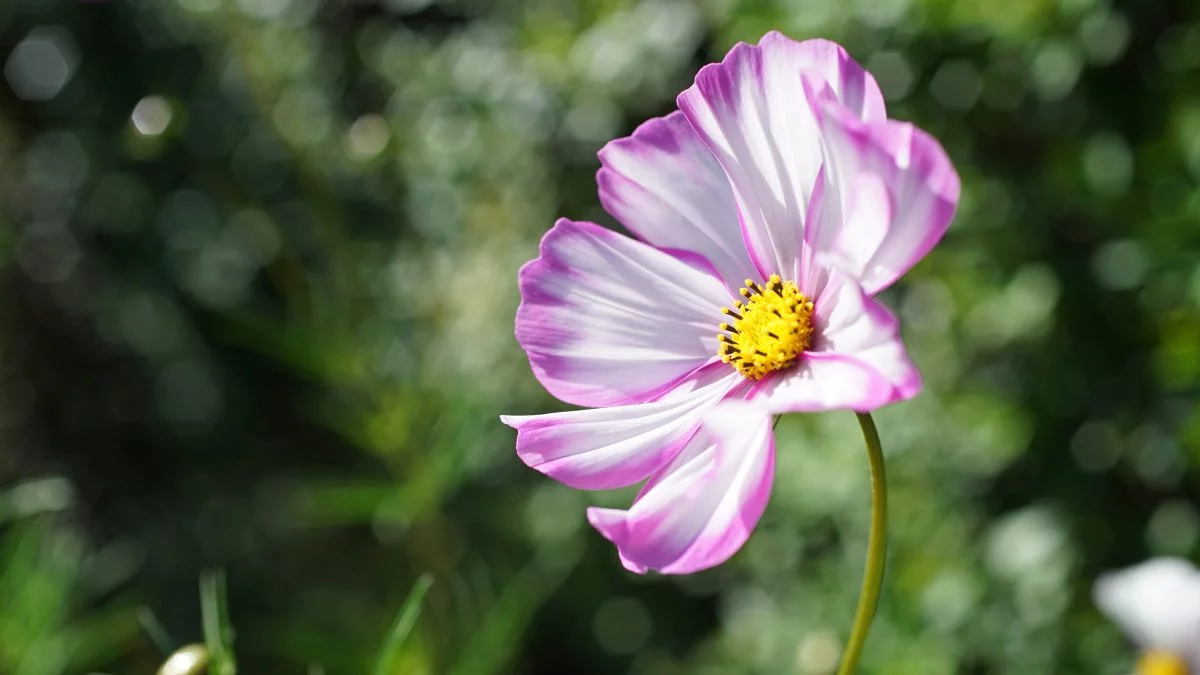 Gardening Podcast Cosmos
