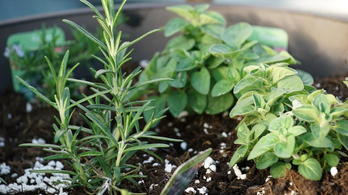 Gardening podcast herbs