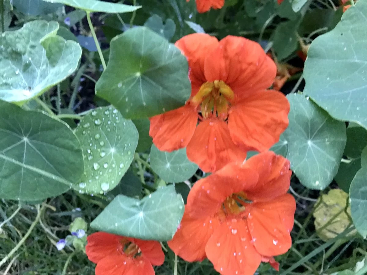 Nasturtium