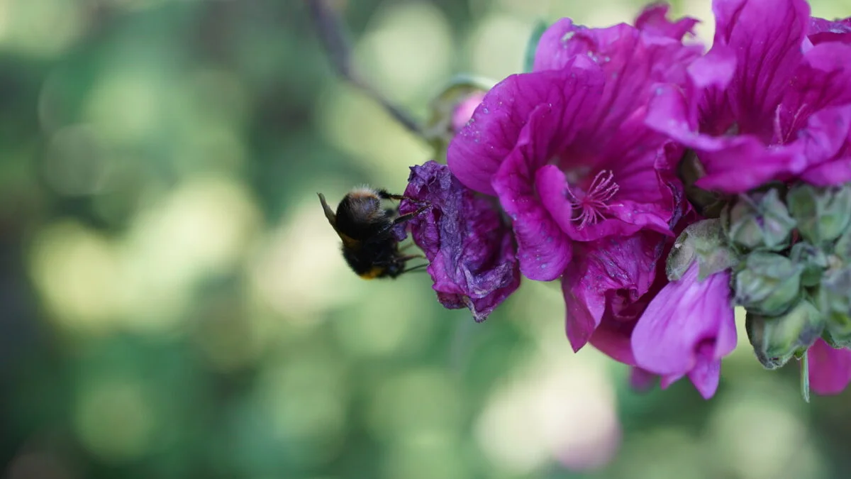 How to attract bees and butterflies into your garden