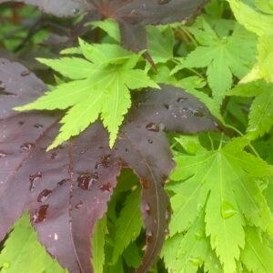 My Garden Podcast